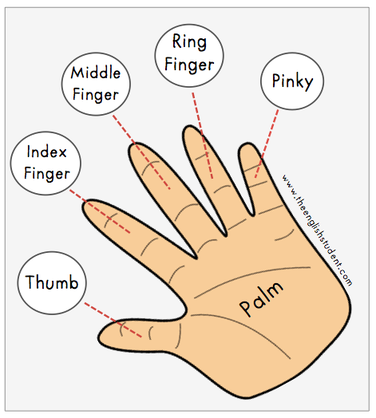 The English Student, English Student, English Student blog, ESL blog, English blog, fun ESL sites, learn English, names of fingers, why is the thumb called a thumb, why is the pinky called a pinky, 
